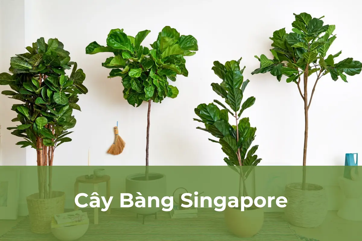 Cây Bàng Singapore