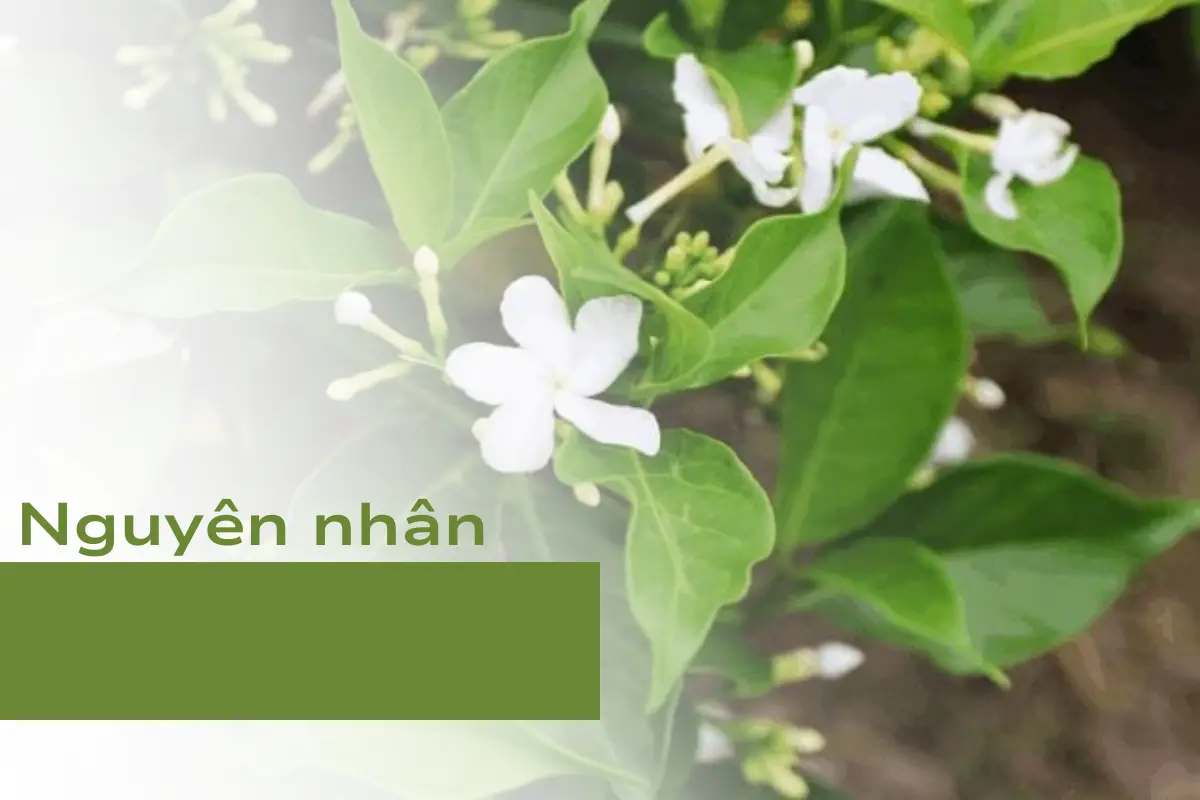 Am-nhac-anh-huong-the-nao-den-qua-trinh-phat-trien-cua-cay-canh