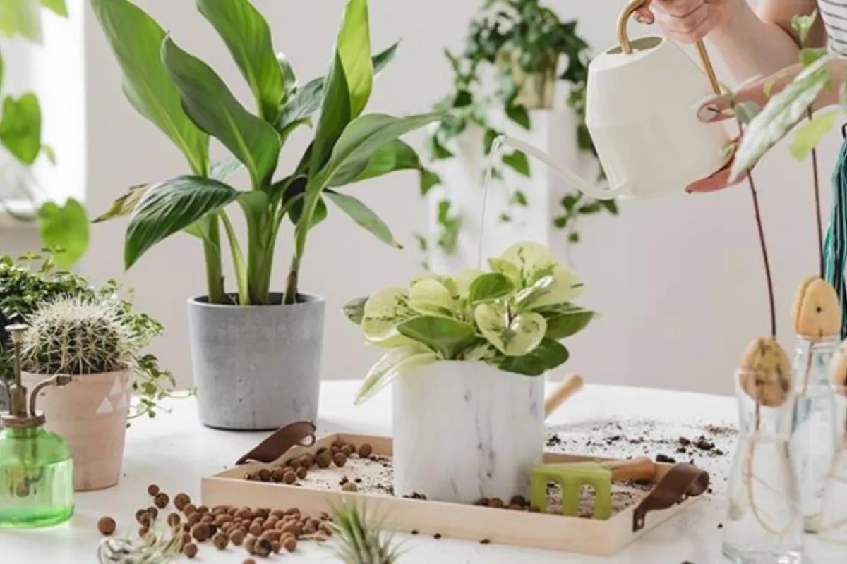 Tưới nước vào buổi sáng sớm sẽ giúp ngăn ngừa sự bốc hơi