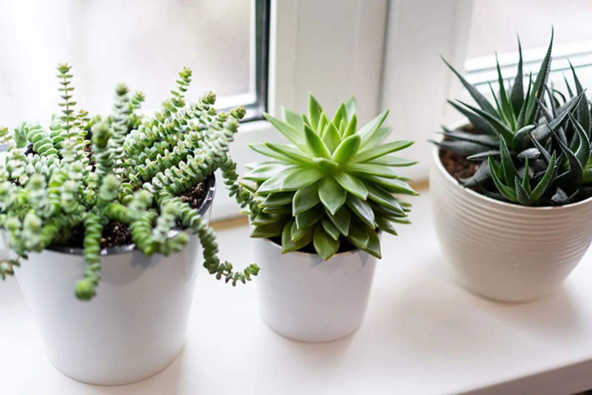 Ngắt lá mới hoặc tận dụng lá rụng từ cây Sen Đá