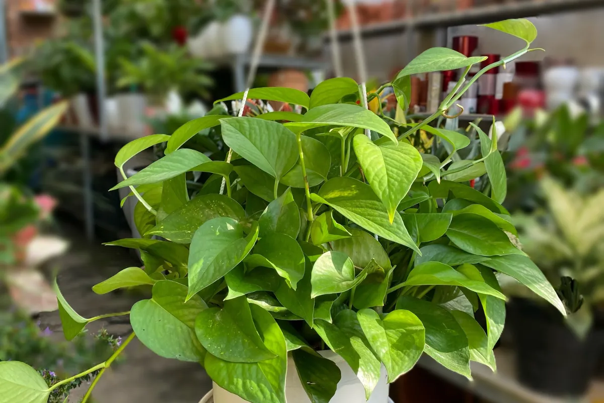 Những nơi không nên đặt cây