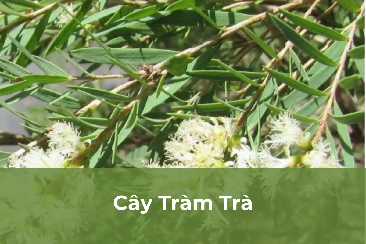 Cây Tràm Trà