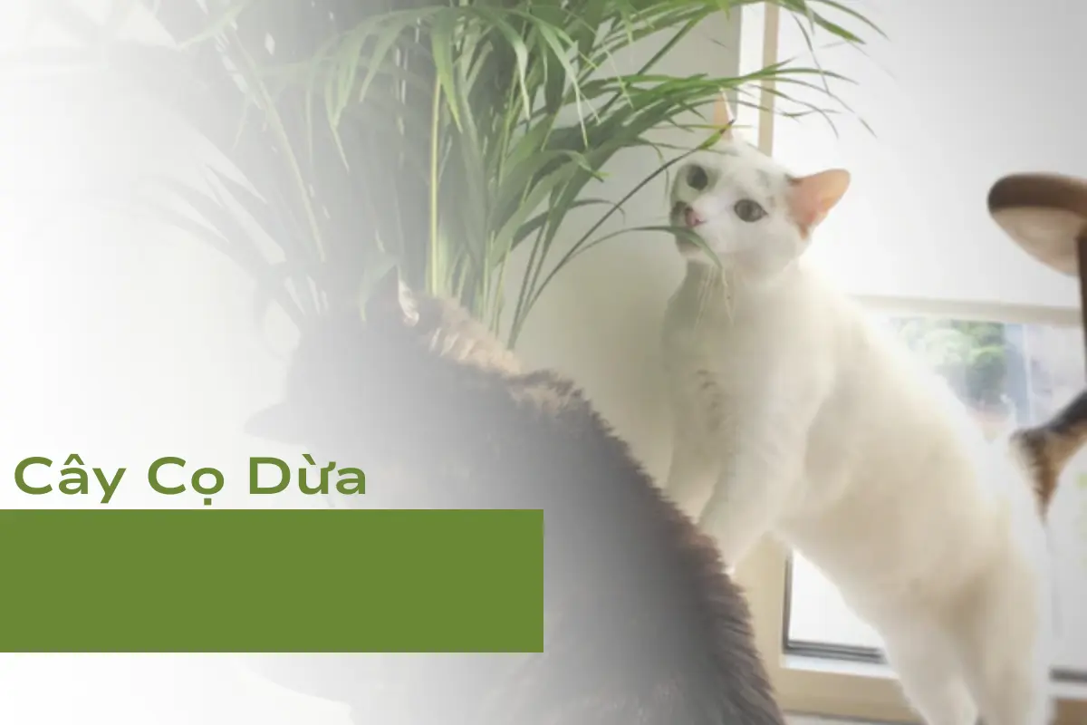 Cây Cọ Dừa - Cây cảnh thân thiện với thú cưng số 1