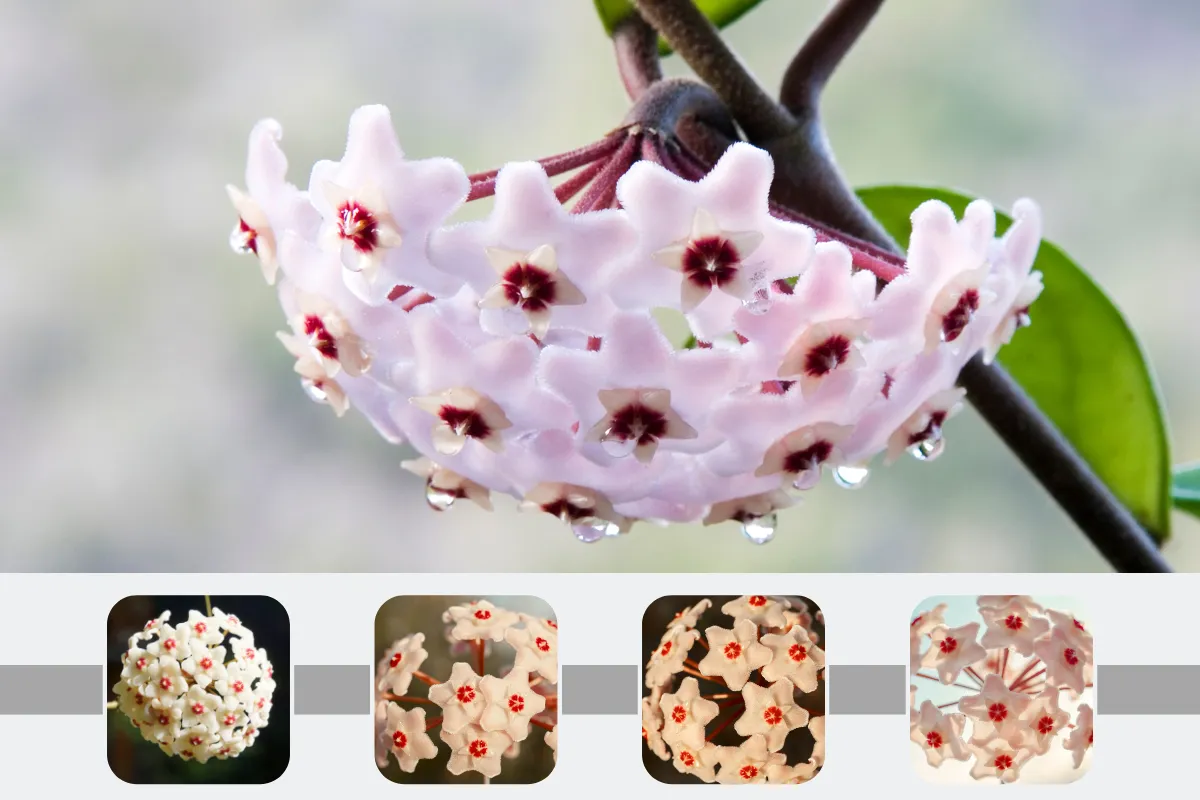 Phân loại cây Hoa Lan Cẩm Cù dựa trên hình dáng của hoa