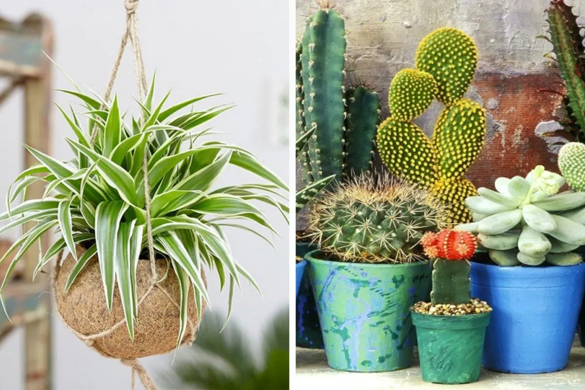 Sự đa dạng về hình dáng và kết cấu