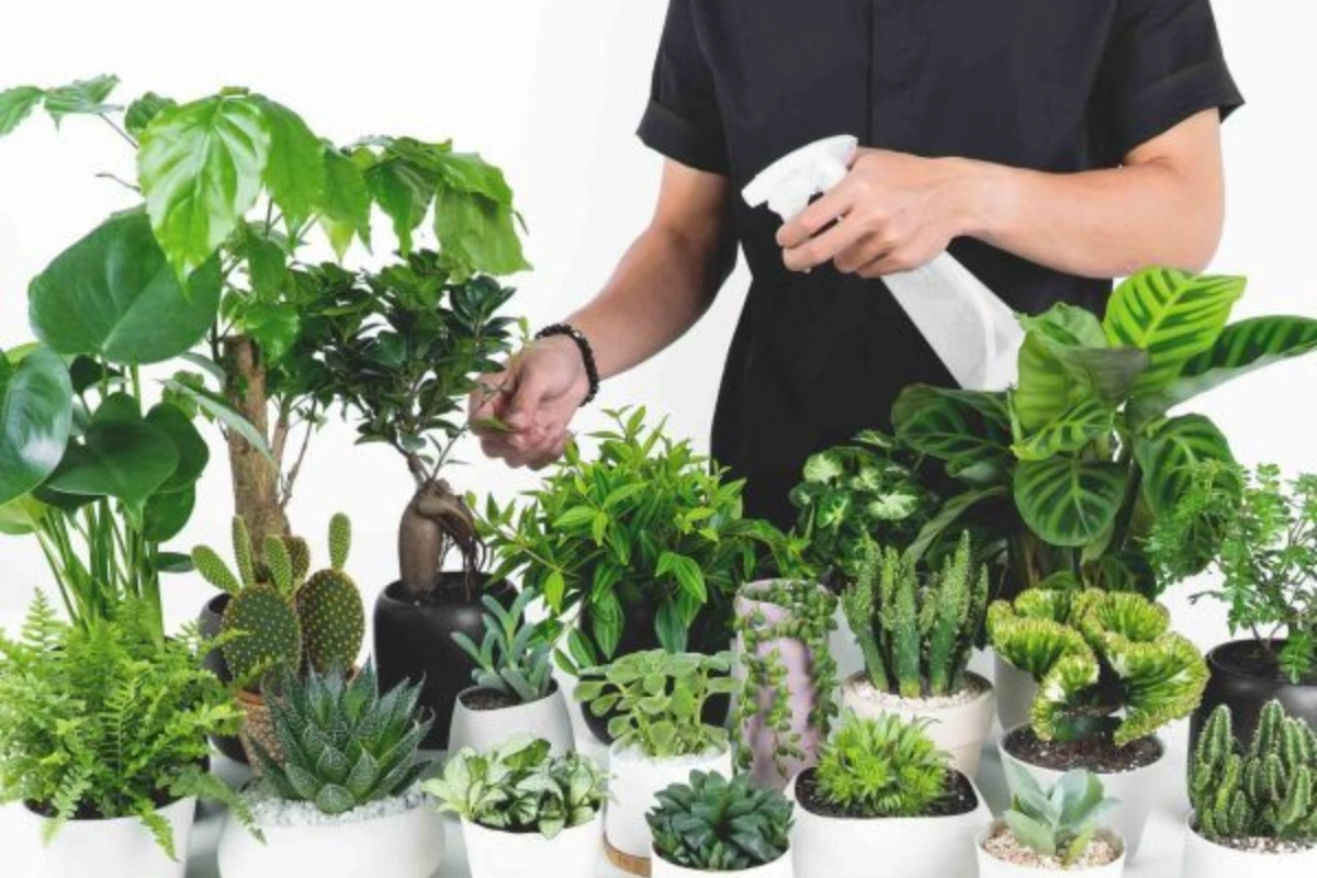 Vị trí đặt cây cũng rất quan trọng