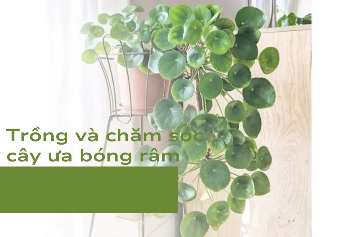 Trồng và chăm sóc cây ưa bóng râm