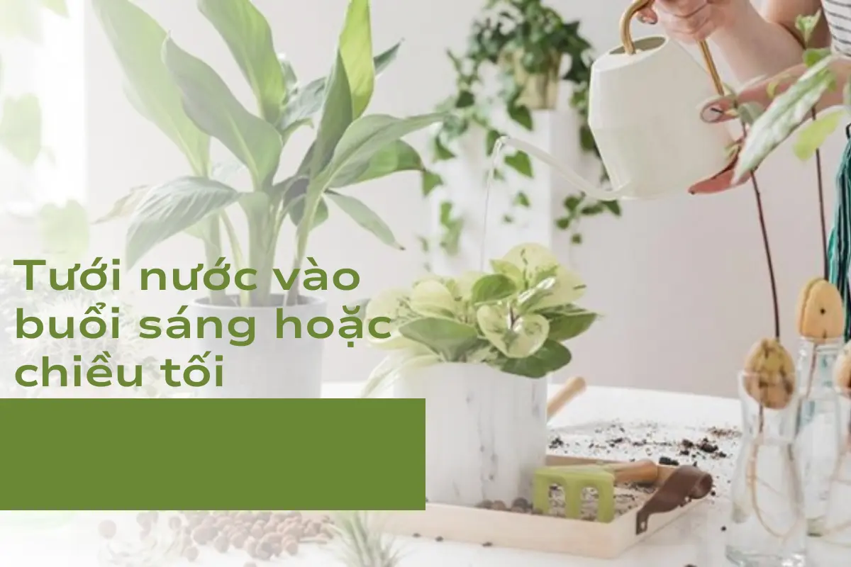 Tưới nước vào buổi sáng hoặc chiều tối