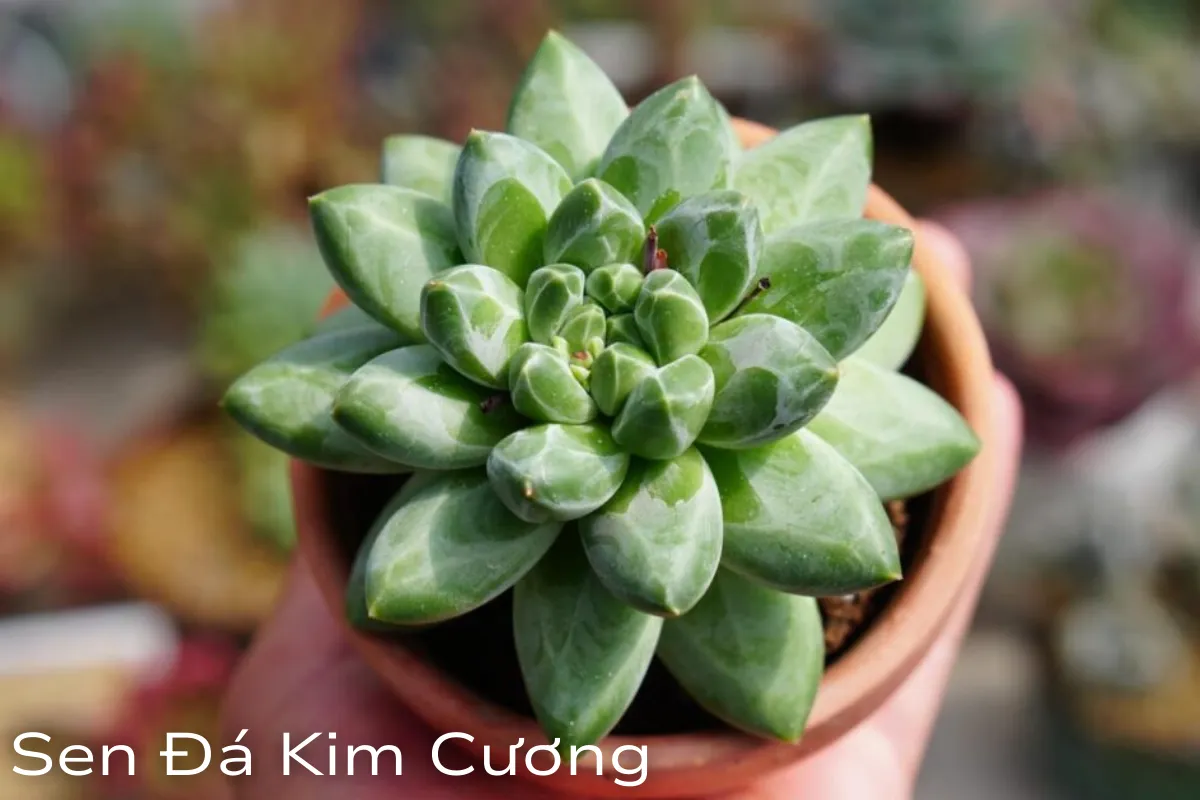 Sen đá Kim Cương