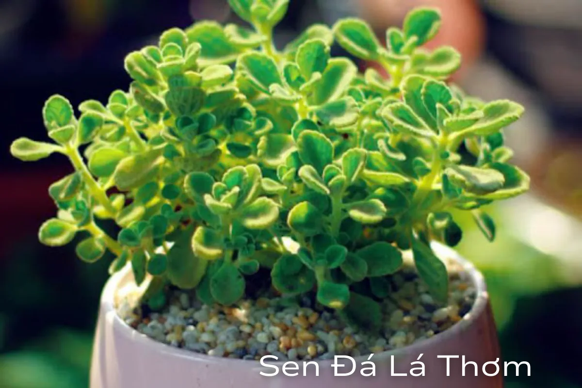 Sen đá Lá Thơm