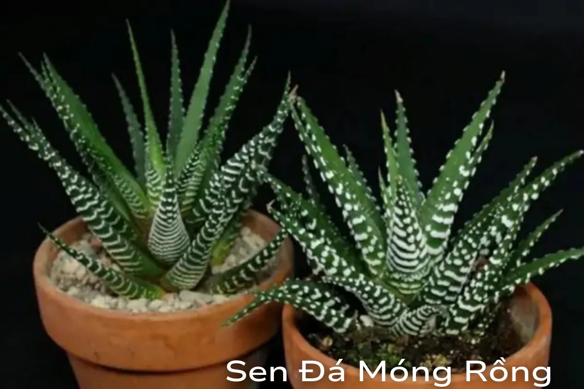 Sen Đá Móng Rồng