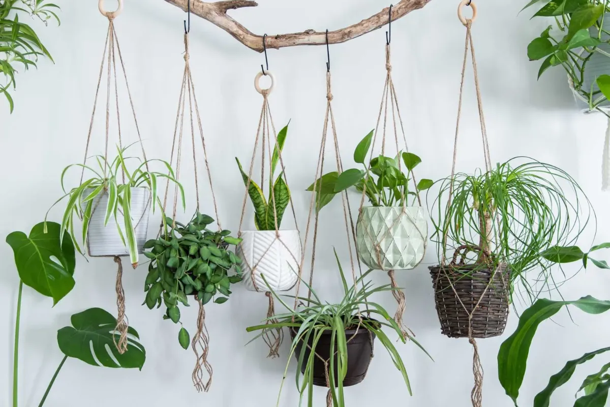 Sử dụng cành cây khô để tạo điểm nhấn trang trí tự nhiên cho cây xanh