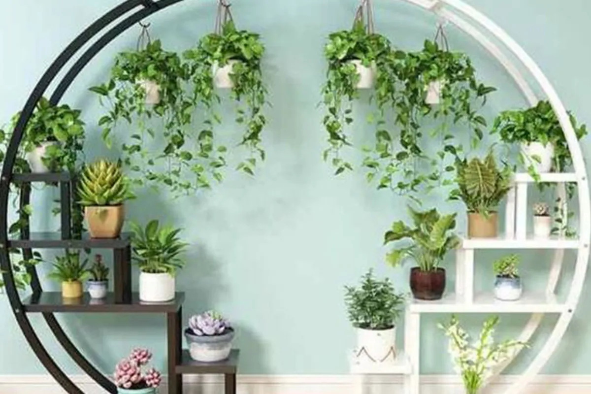 Sử dụng móc treo cho cây leo để tạo vòm cây xanh