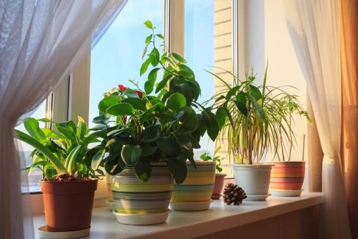 Buổi sáng là khoảng thời gian lý tưởng để cung cấp nước cho cây