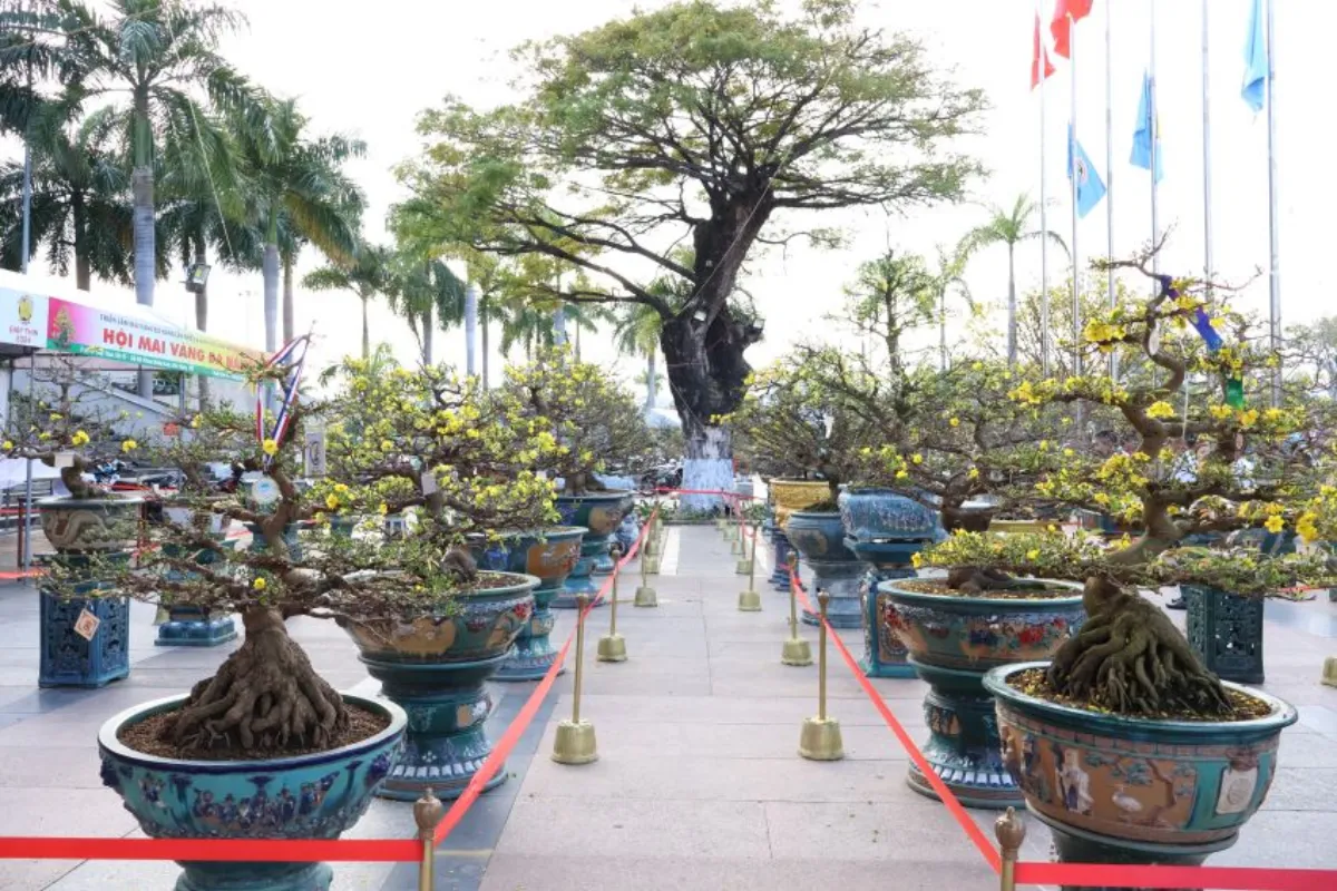 Tạo điểm nhấn ấn tượng với cây cảnh sự kiện dành cho buổi triển lãm