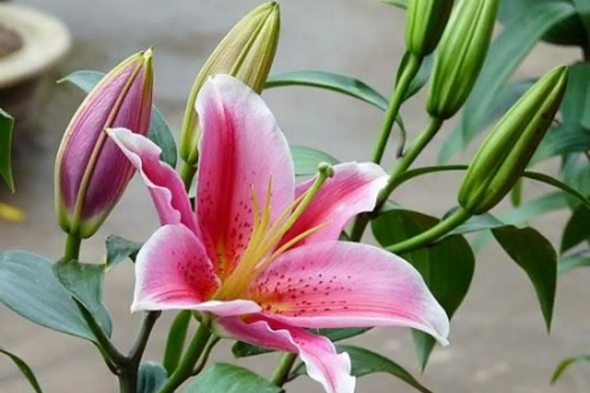 Thời điểm lý tưởng để trồng cây