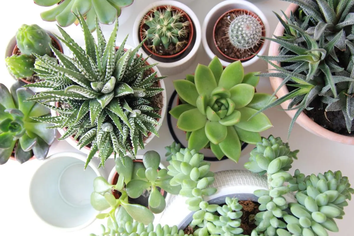 Thời điểm vàng để nhân giống cây Sen Đá từ lá