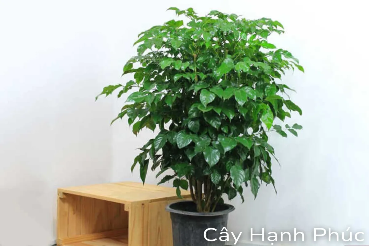 Cây Hạnh Phúc