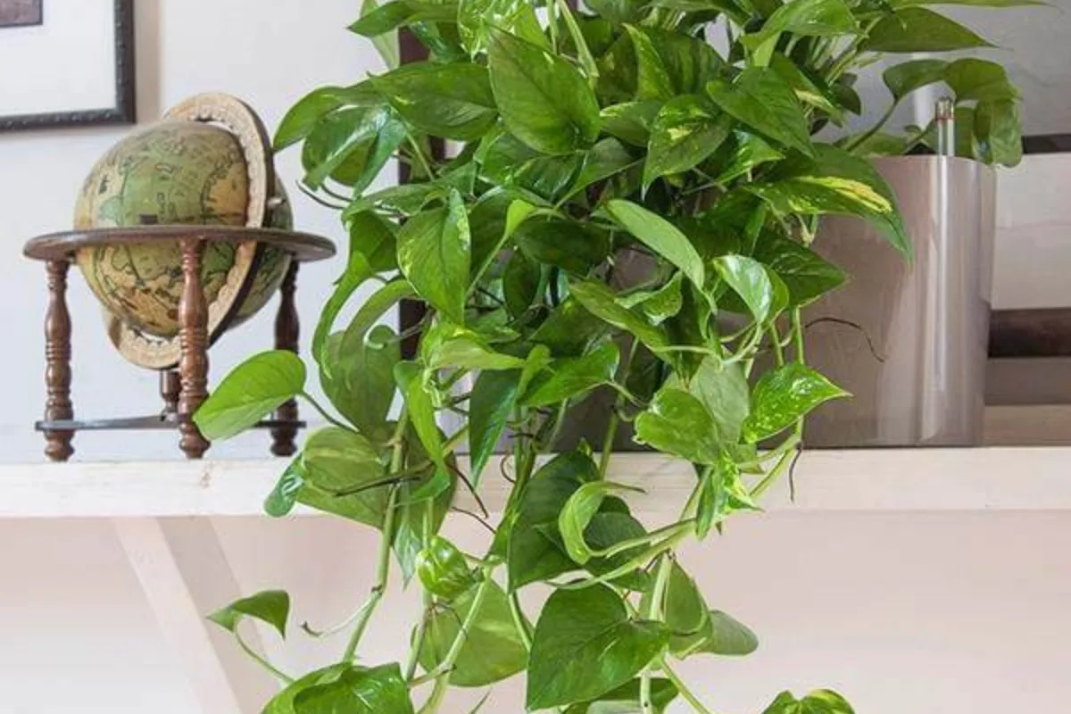 Tìm hiểu về những đặc điểm của cây Trầu Bà