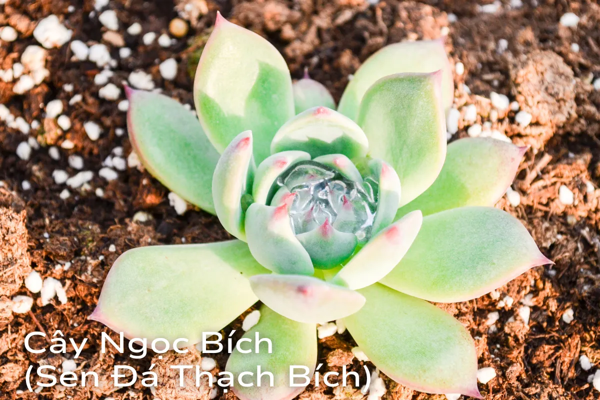 Top 5 loài Cây cảnh hợp mệnh Mộc phổ biến nhất 1