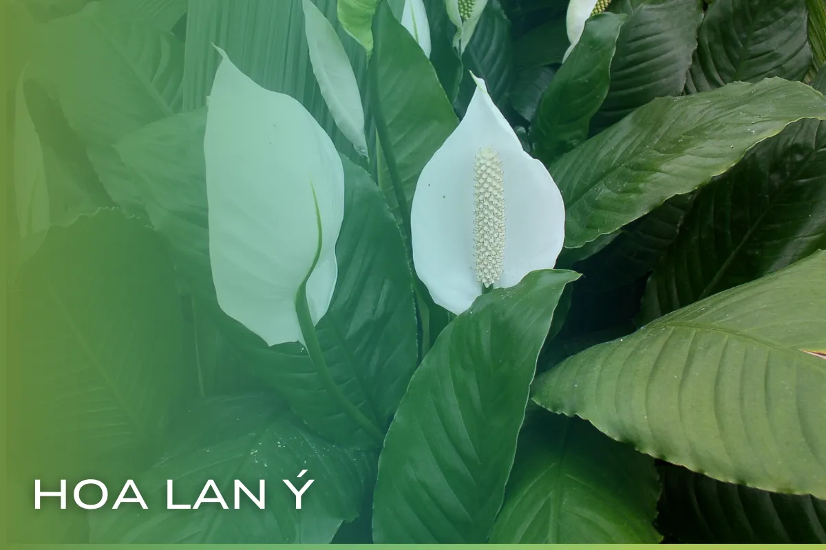 Top 5 loại cây trồng trong nước có hoa siêu đẹp và dễ chăm sóc