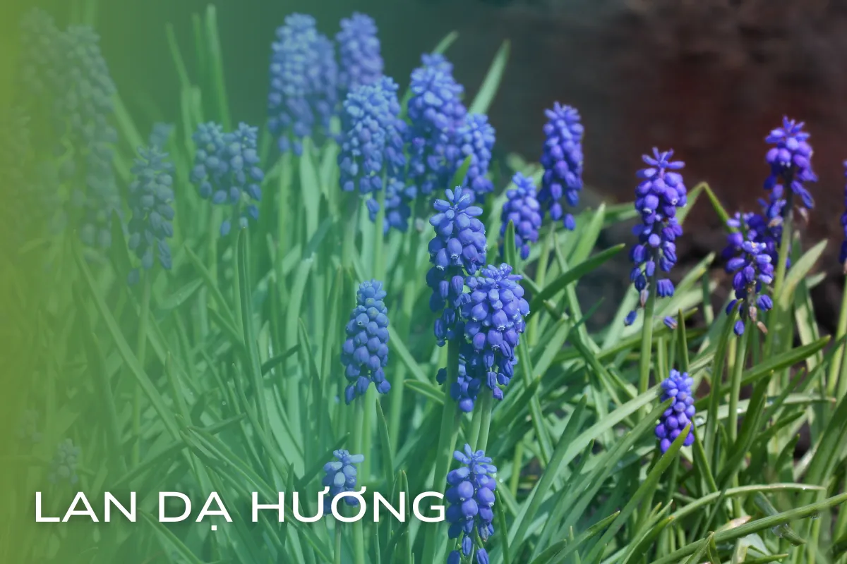 Top 5 loại cây có hoa siêu đẹp và dễ chăm sóc