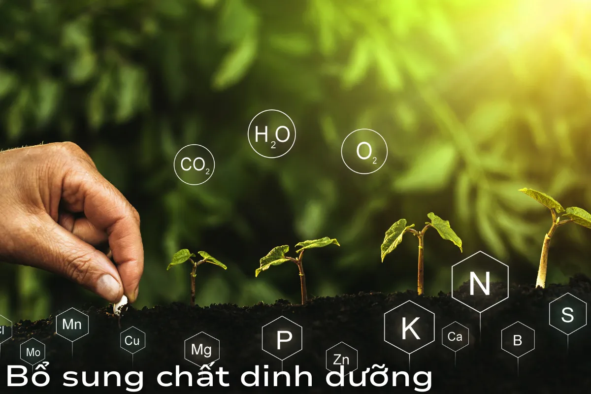 Bổ sung chất dinh dưỡng