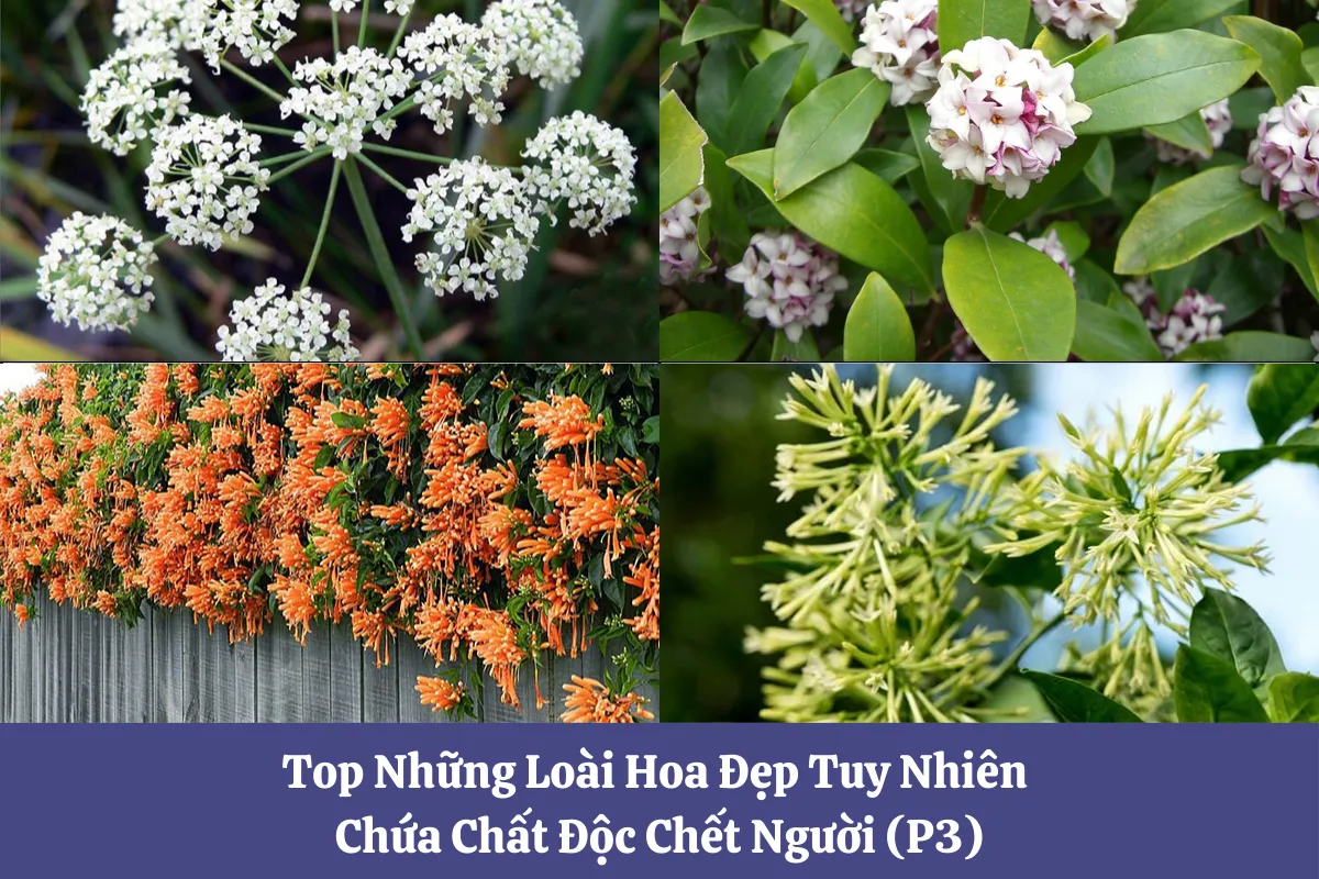 Hoa chứa chất độc chết người p3