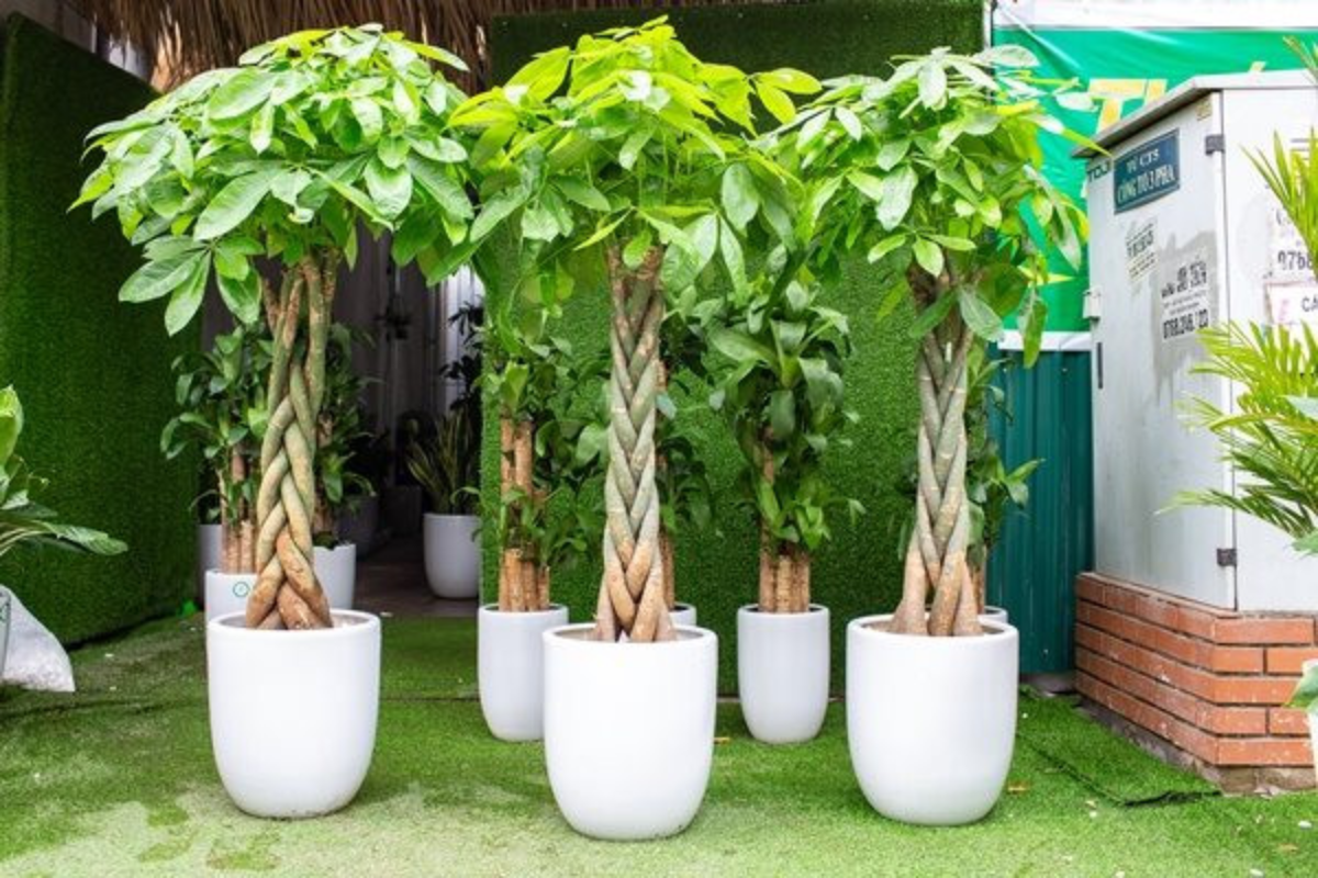 12 Cung Hoàng Đạo Hợp Với Cây Gì? Phần 1