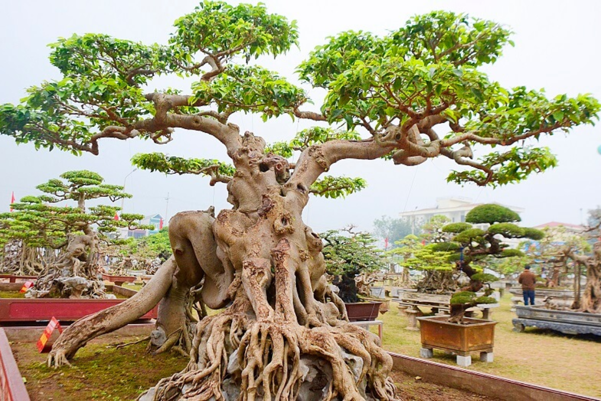 Cây sanh bonsai