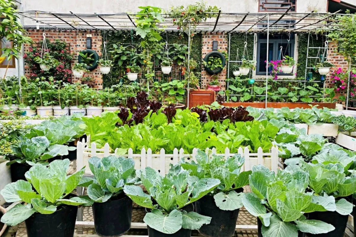 Vườn rau sạch không chỉ cung cấp nguồn thực phẩm sạch cho gia đình