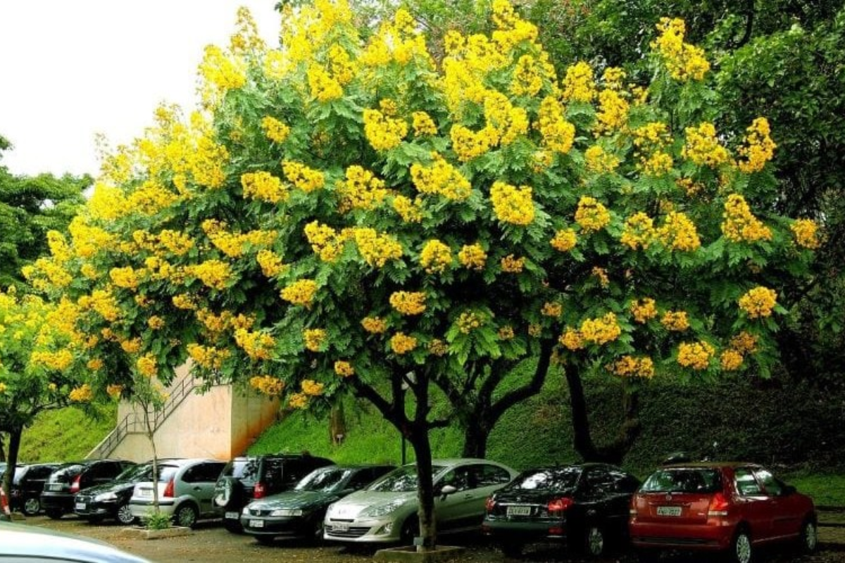 Các loại cây nguyên liệu phổ biến hiện nay