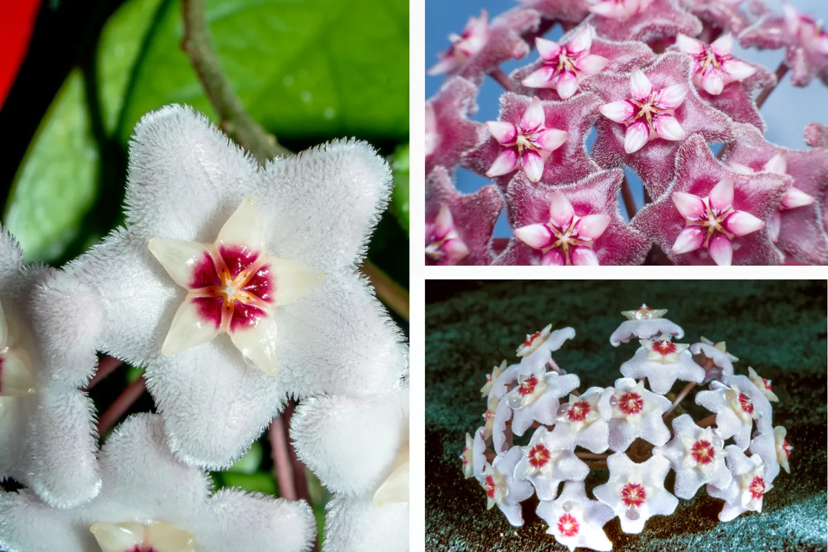 Ý nghĩa đằng sau những cánh hoa hình ngôi sao đẹp mắt