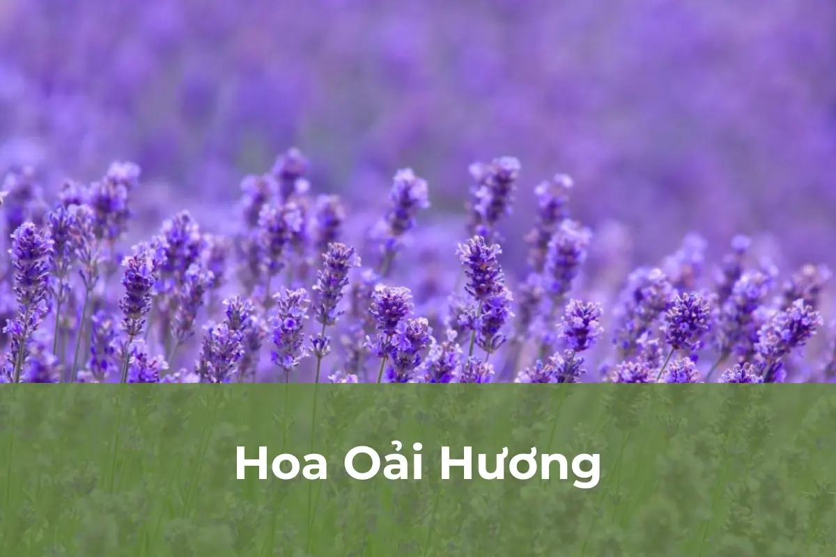Hoa Oải Hương