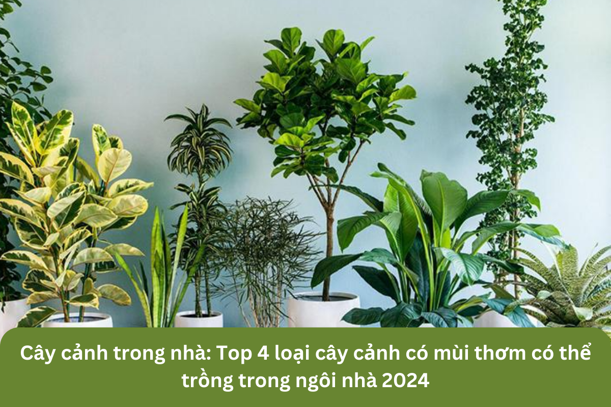 Top 4 loại cây cảnh có mùi thơm