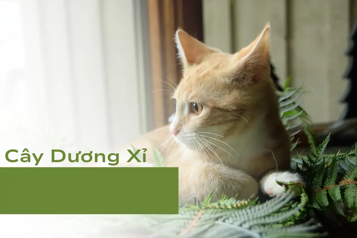 Cây Dương Xỉ - Cây cảnh thân thiện với thú cưng số 2