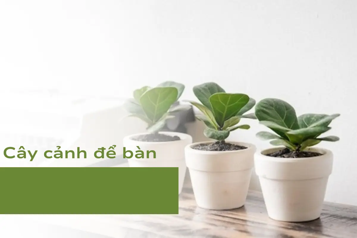 Xu hướng chơi cây cảnh để bàn cỡ nhỏ