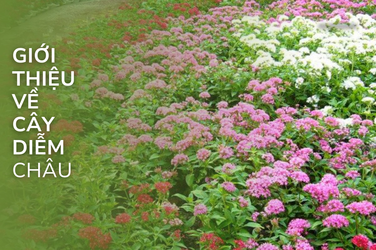 Giới thiệu về cây hoa diễm châu