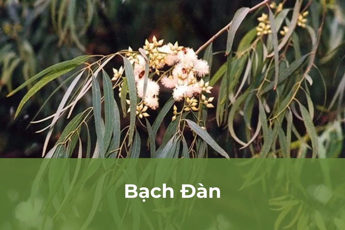 Bạch Đàn - Cây cảnh đuổi muỗi số 2