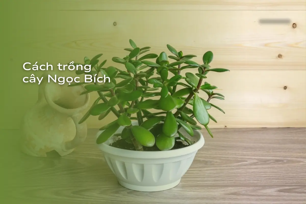 cách trồng cây ngọc bích