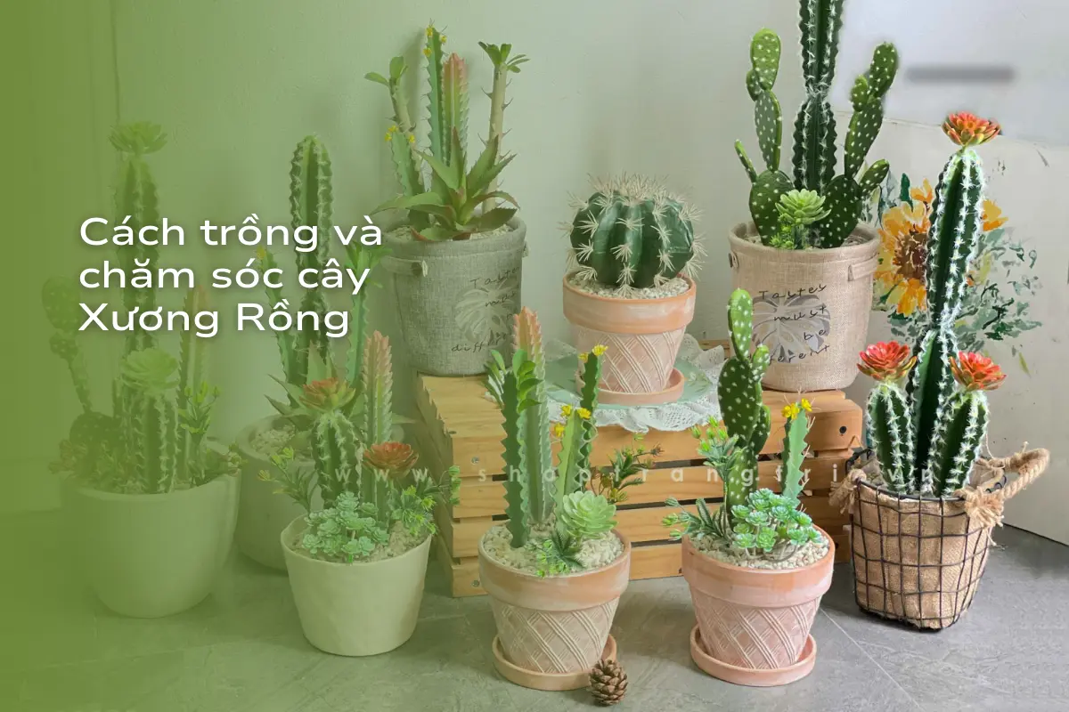 Cách trồng và chăm sóc xương rồng khỏe mạnh