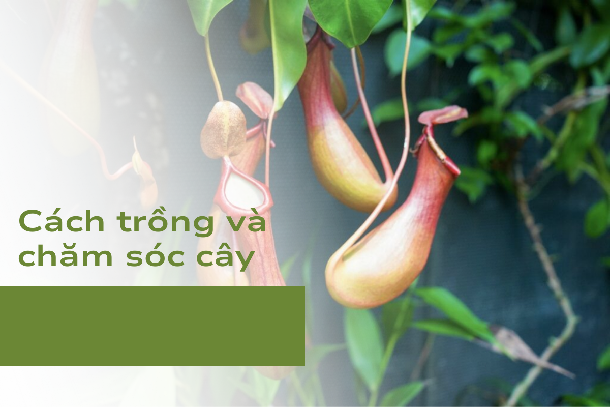 Cách trồng và chăm sóc cây Nắp Ấm