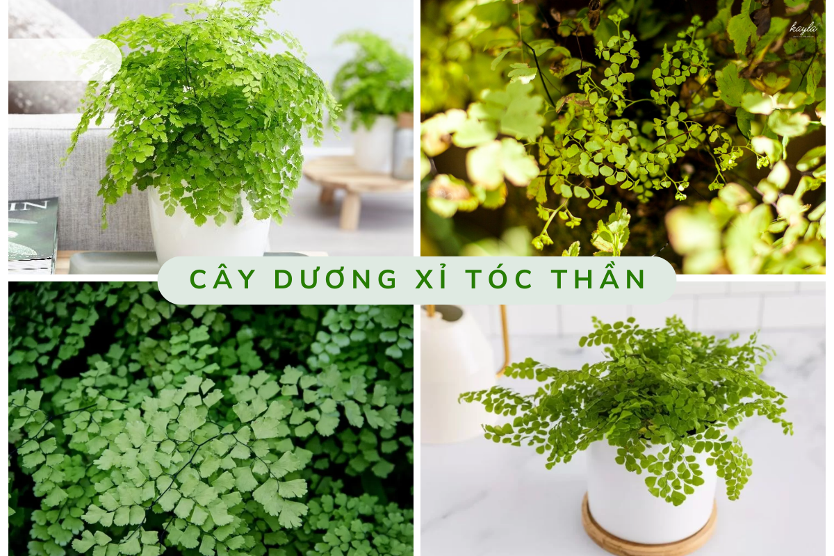 Top 3 cây leo tạo cảm giác mát mẻ cho ngôi nhà của bạn