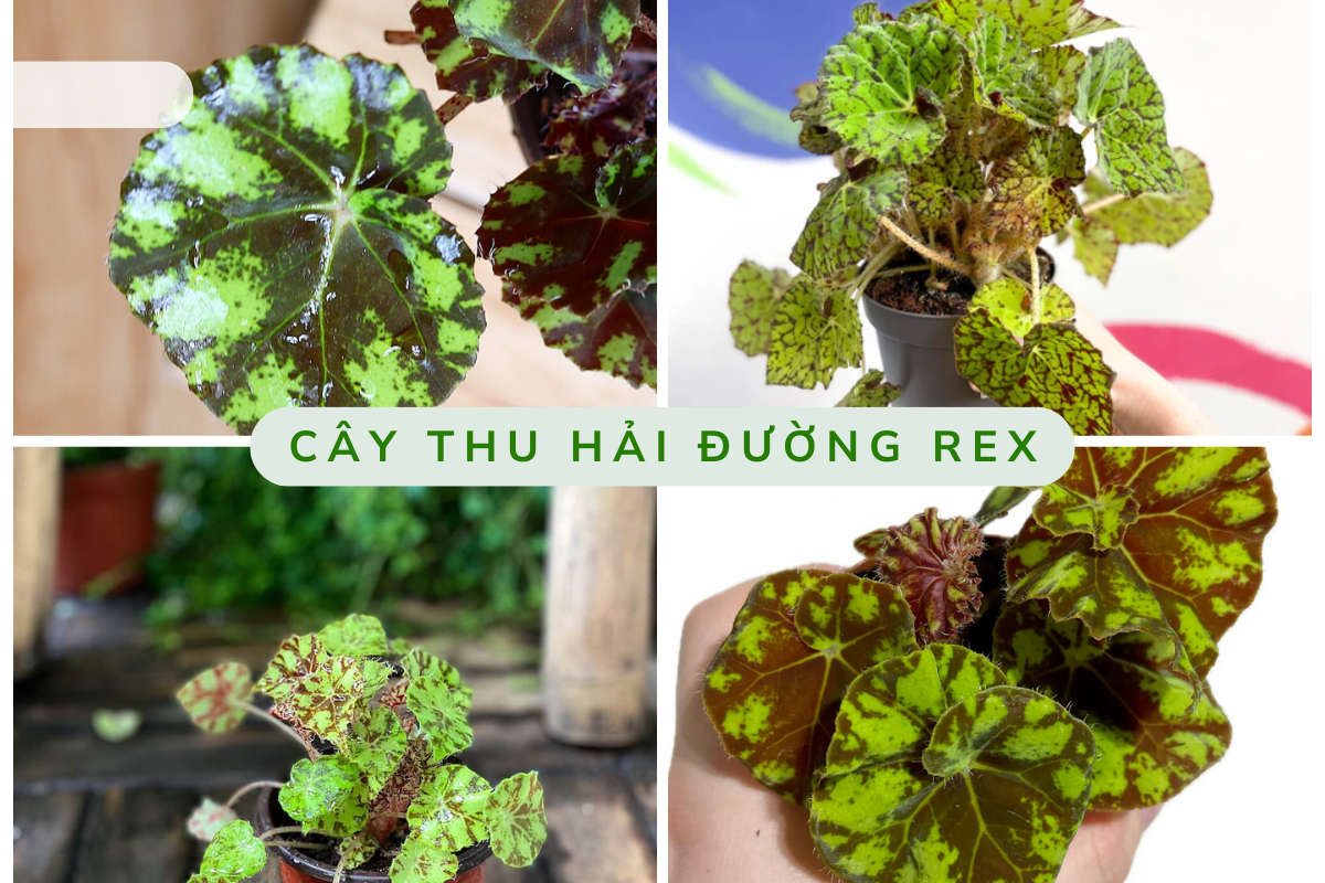 Top 3 cây leo tạo cảm giác mát mẻ cho ngôi nhà của bạn