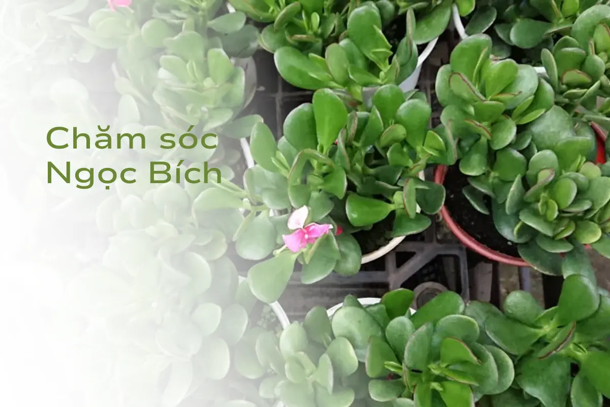 chăm sóc cây ngọc bích