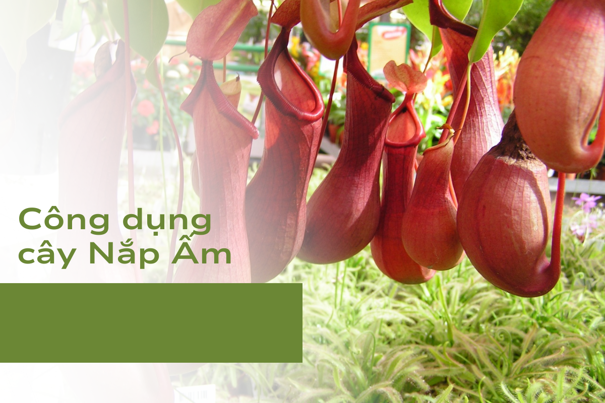 Công dụng của cây Nắp Ấm