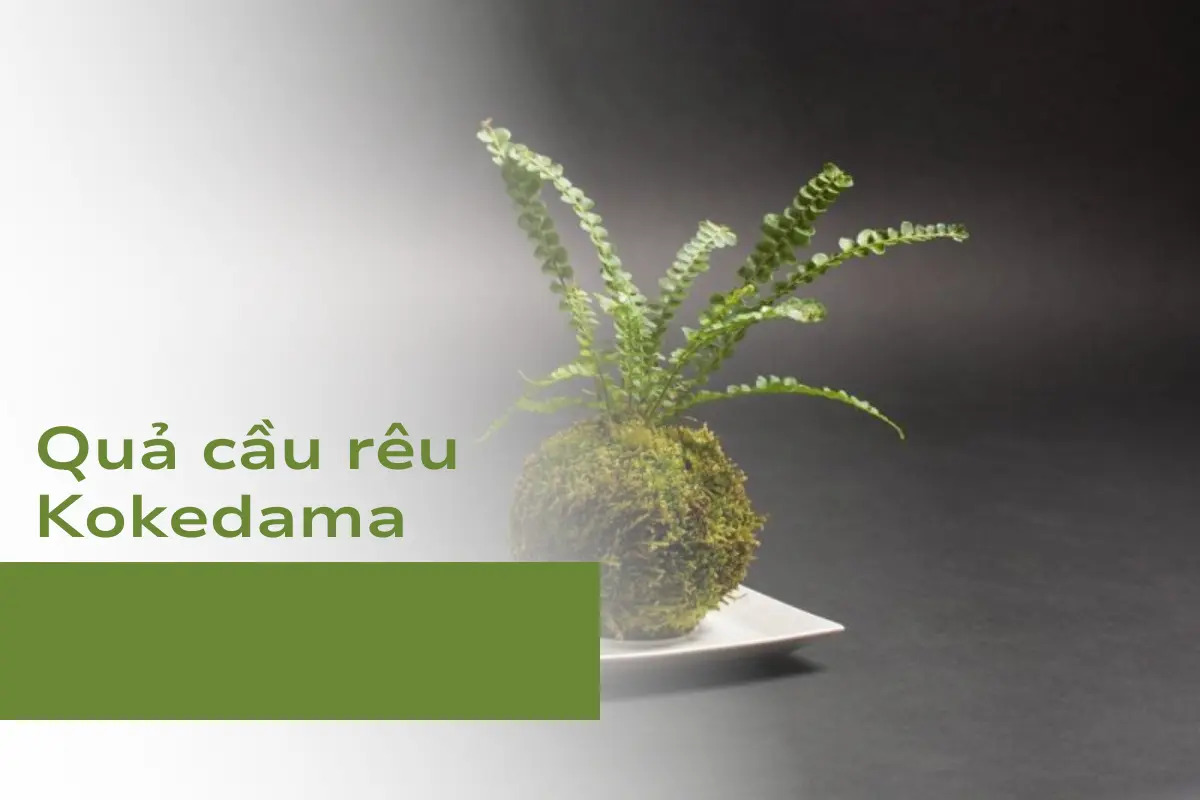 Quả cầu rêu Kokedama