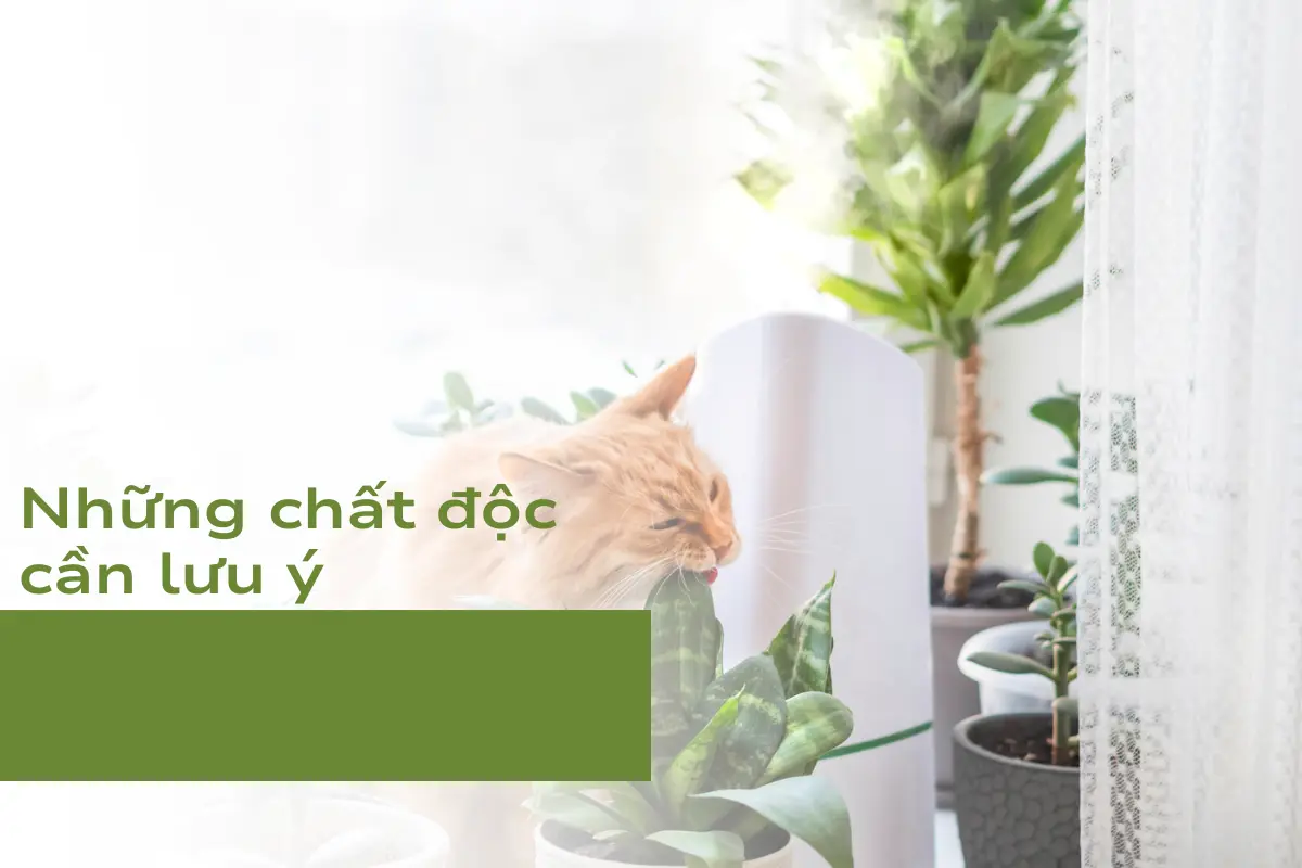 Những chất độc cần lưu ý