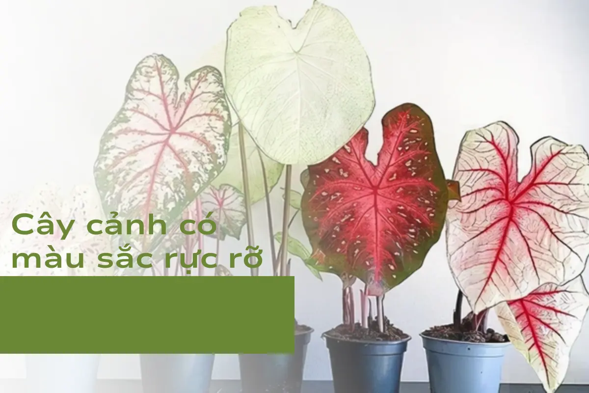 Xu hướng chơi cây cảnh có màu sắc rực rỡ