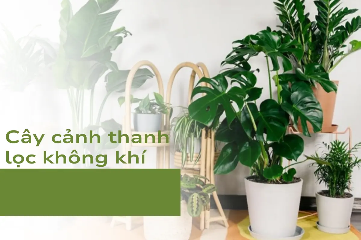 Trồng cây cảnh thanh lọc không khí